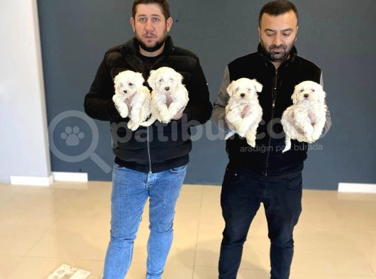 Kar Beyaz Maltese Terri̇er Yavrularimiz Güncel Ankara görsel
