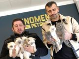 Renk Renk British Shorthair Yavrular Mağazamizda Görün