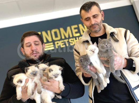 Renk Renk British Shorthair Yavrular Mağazamizda Görün görsel