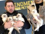 Renk Renk British Shorthair Yavrular Mağazamizda Görün