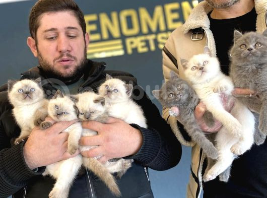 Renk Renk British Shorthair Yavrular Mağazamizda Görün görsel