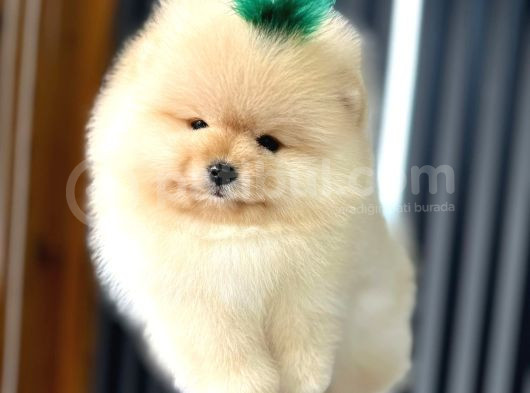 Safkan Teddy Bear Oğlumuz görsel
