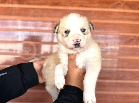 Masmavi Gözleriyle Husky Sibirya Kurdu Yavrularımız görsel
