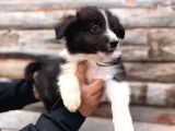 Dunyani̇n En Zeki̇ Irki Border Collie