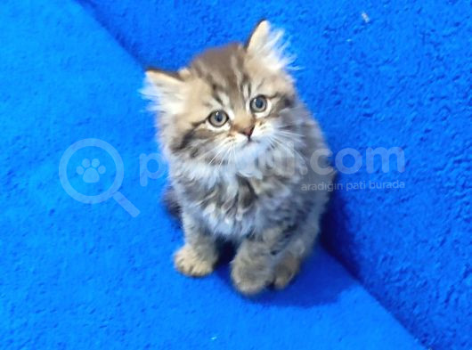 Mükemmel Bir Black Golden Tabii Long Hair Erkek görsel