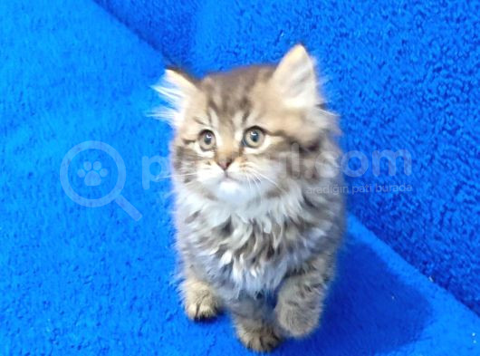 Mükemmel Bir Black Golden Tabii Long Hair Erkek görsel