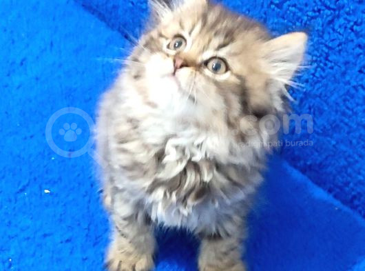 Mükemmel Bir Black Golden Tabii Long Hair Erkek görsel