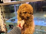 Poodle Toy Yavrular Kilo Garantili