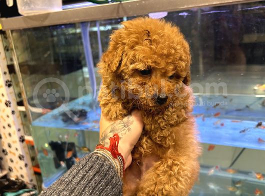 Poodle Toy Yavrular Kilo Garantili görsel