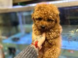 POODLE TOY YAVRULAR KILO GARANTILI