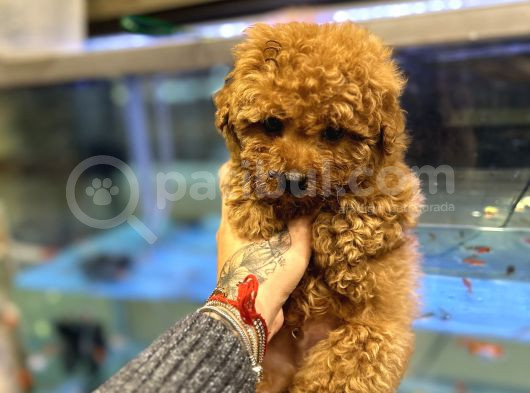 Poodle Toy Yavrular Kilo Garantili