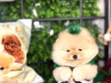Safkan Teddy Bear Oğlumuz