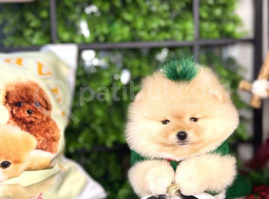 Safkan Teddy Bear Oğlumuz görsel