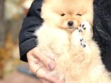 Safkan Teddy Bear Oğlumuz