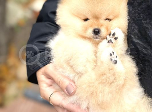 Safkan Teddy Bear Oğlumuz görsel