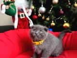 Scottish Fold Lilac Ve Gri Yavrular