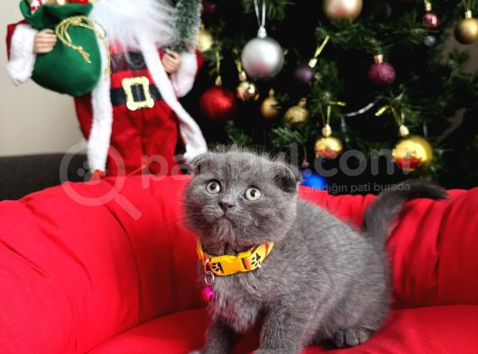 Scottish Fold Lilac Ve Gri Yavrular görsel