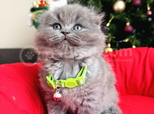 Scottish Fold Lilac Ve Gri Yavrular görsel