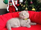 Scottish Fold Lilac Ve Gri Yavrular