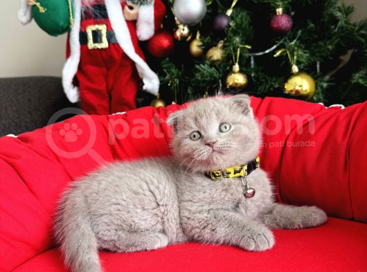 Scottish Fold Lilac Ve Gri Yavrular görsel