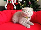 scottish Fold Lilac ve gri yavrular