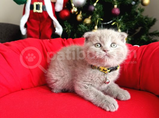 Scottish Fold Lilac Ve Gri Yavrular