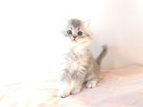 British Longhair Yavrular