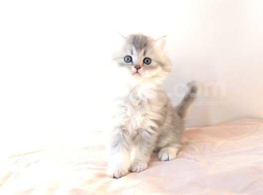 British Longhair Yavrular görsel