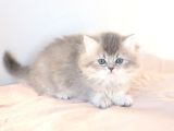 British Longhair Yavrular