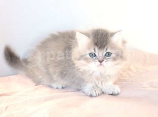 British Longhair Yavrular görsel