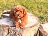 Red Maltipoo Yavru