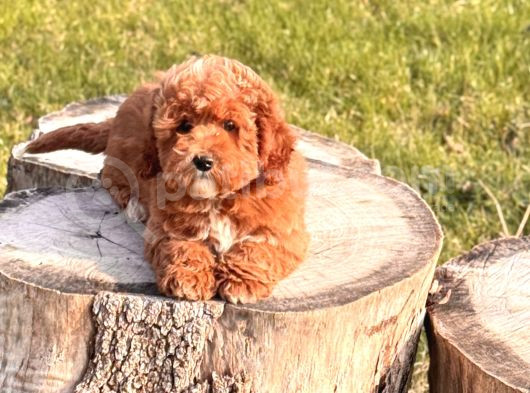 Red Maltipoo Yavru görsel