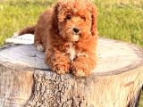 Red Maltipoo Yavru