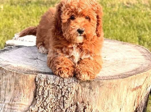 Red Maltipoo Yavru