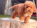 Red Maltipoo Yavru