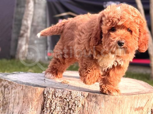 Red Maltipoo Yavru görsel