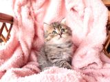 British Longhair Yavrular