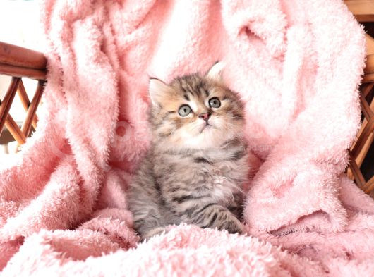 British Longhair Yavrular