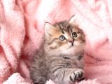 British Longhair Yavrular