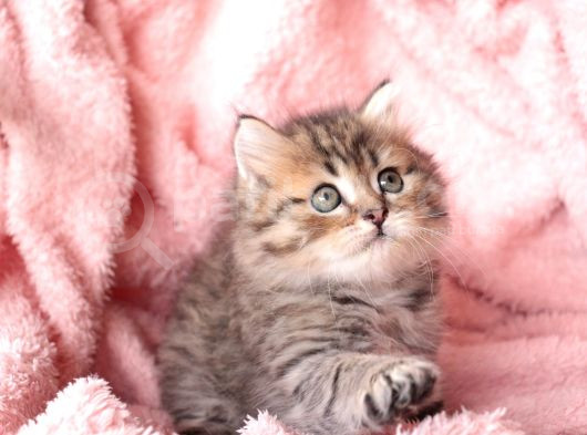 British Longhair Yavrular görsel