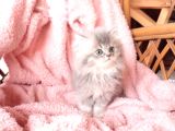 British Longhair Yavrular