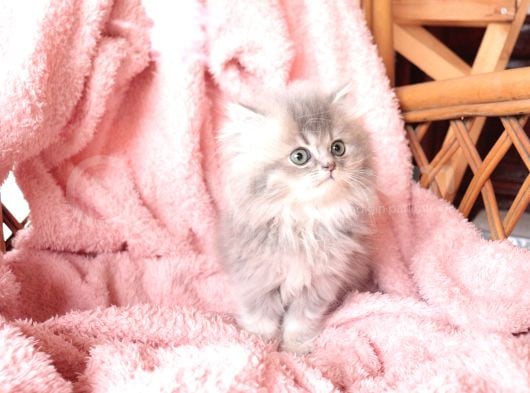British Longhair Yavrular görsel
