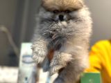 yılbaşına özel indirimli Fiyatlar ile Pomeranian Boo