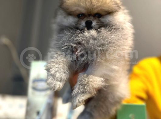 Yılbaşına Özel Indirimli Fiyatlar Ile Pomeranian Boo