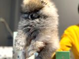 Yılbaşına Özel Indirimli Fiyatlar Ile Pomeranian Boo