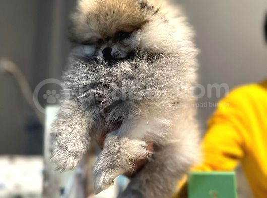 Yılbaşına Özel Indirimli Fiyatlar Ile Pomeranian Boo görsel