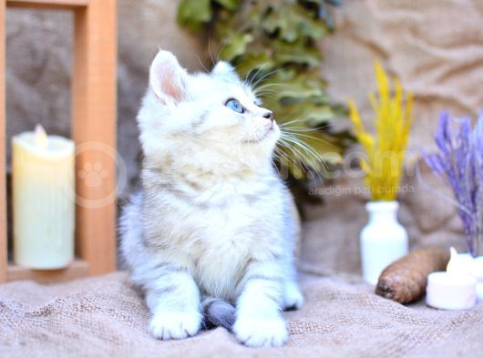 Muhteşem Tonda Silver British Shorthair görsel