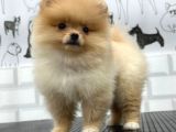 Teddy Beat Pomerani̇an Bebekler