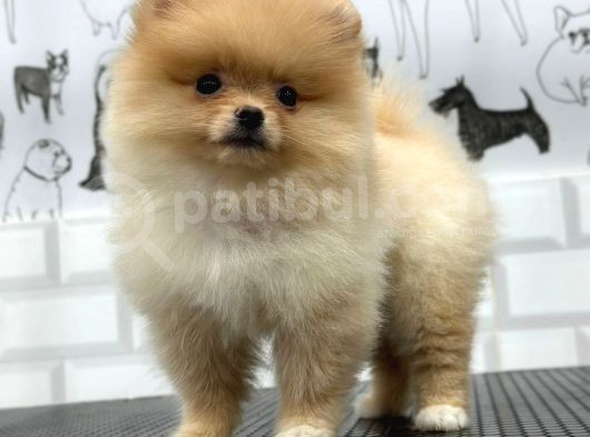 Teddy Beat Pomerani̇an Bebekler görsel