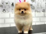 Teddy Beat Pomerani̇an Bebekler